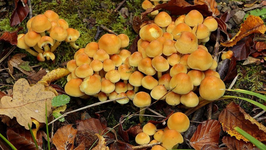 Ein Haufen gelber Pilze auf dem Waldboden.
