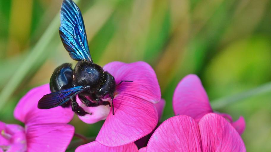 Eine Holzbiene auf einer pinken Blüte. 