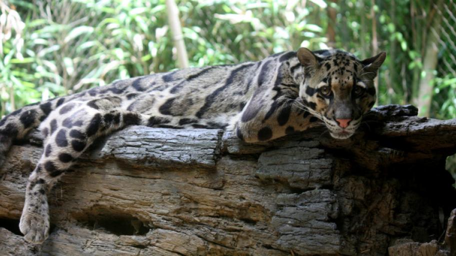 Eine schwarz-braun-gepunktete Raubkatze liegt auf einem Baumstamm
