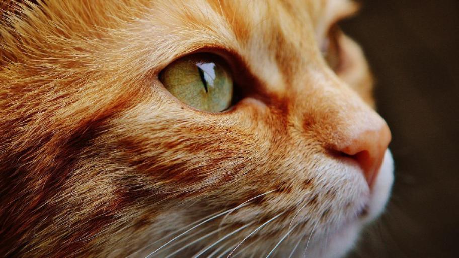 Gesicht einer orangen Katze mit grünen Augen, die in die Ferne blickt