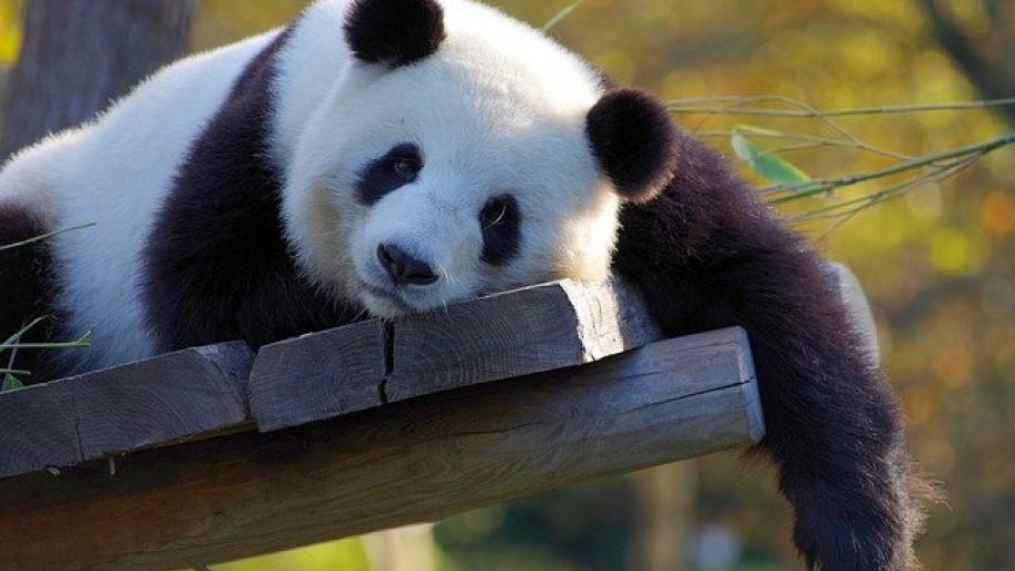 ein schwarz-weißer Pandabär liegt auf einer hölzernen Plattform und schaut in die Kamera, im Hintergrund Bäume
