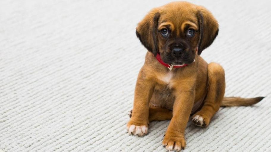 ein kleiner, brauner Hundewelpe mit rotem Halsband sitzt auf einem hellen Teppich und schaut in die Kamera