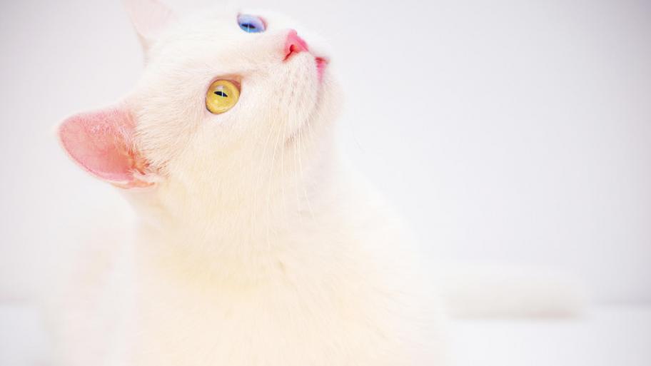 Eine weiße Katze mit einem gelben und einem blauen Auge schaut fragend nach oben.