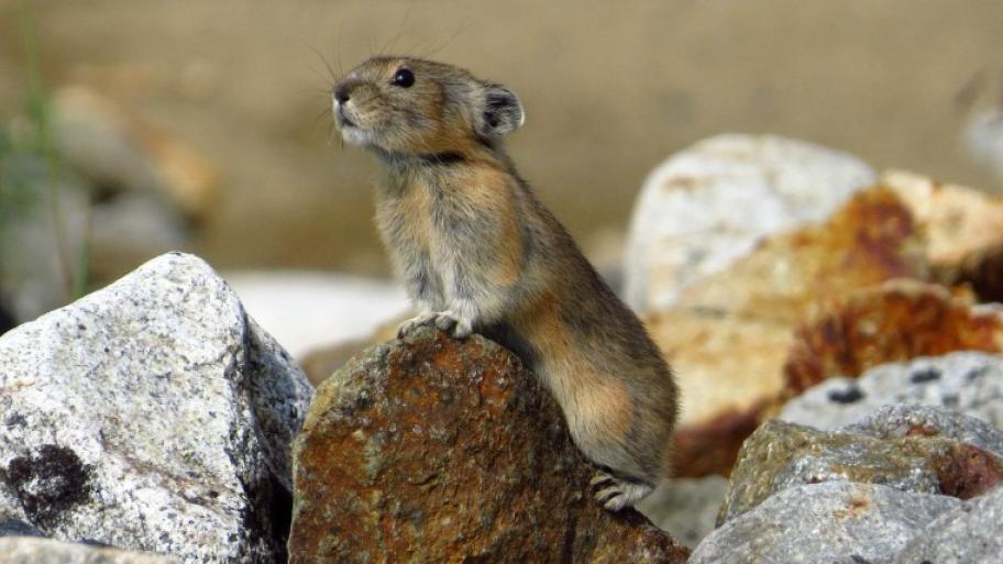 ein bräunlicher Pfeifhase schaut hochaufgereckt zwischen Steinen umher, die Vorderpfoten vor sich auf einem Stein abgestützt