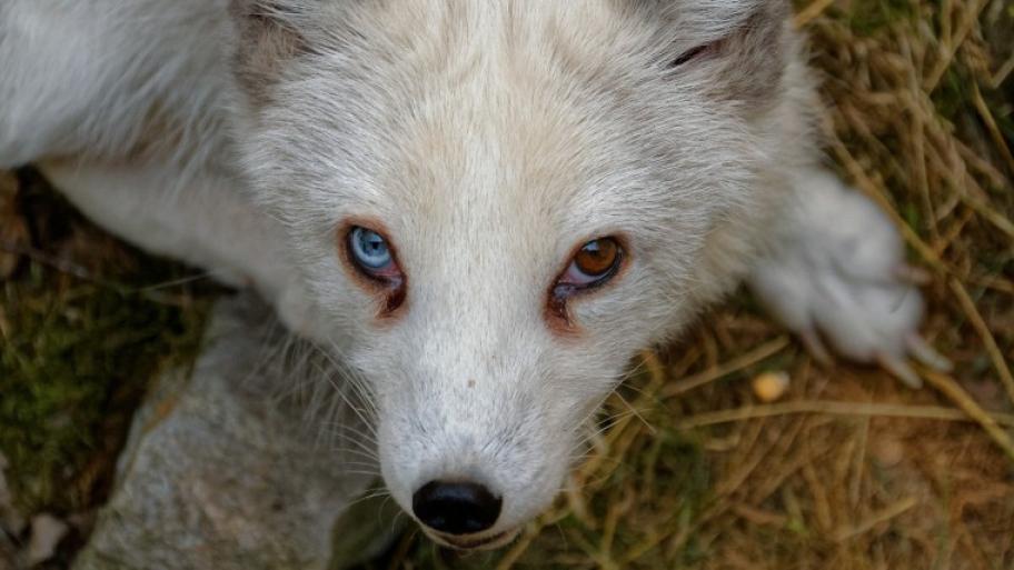 Polarfuchs mit zwei unterschiedlichen Augenfarben 