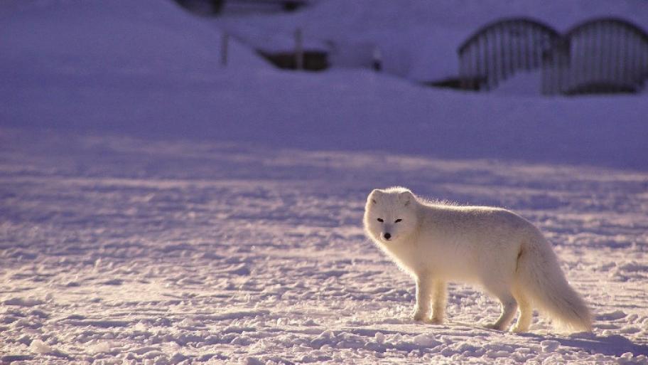 ein weißer Polarfuchs steht rechts im Bild in einer weißen mit Schnee bedeckten Landschaft