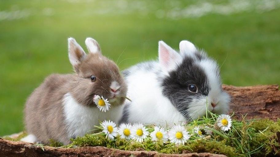Kaninchen