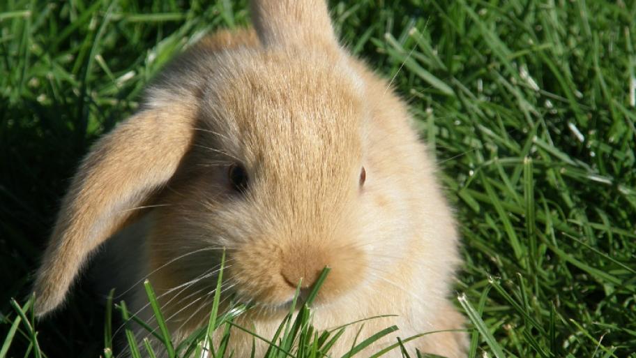 Ein Kaninchen im Gras