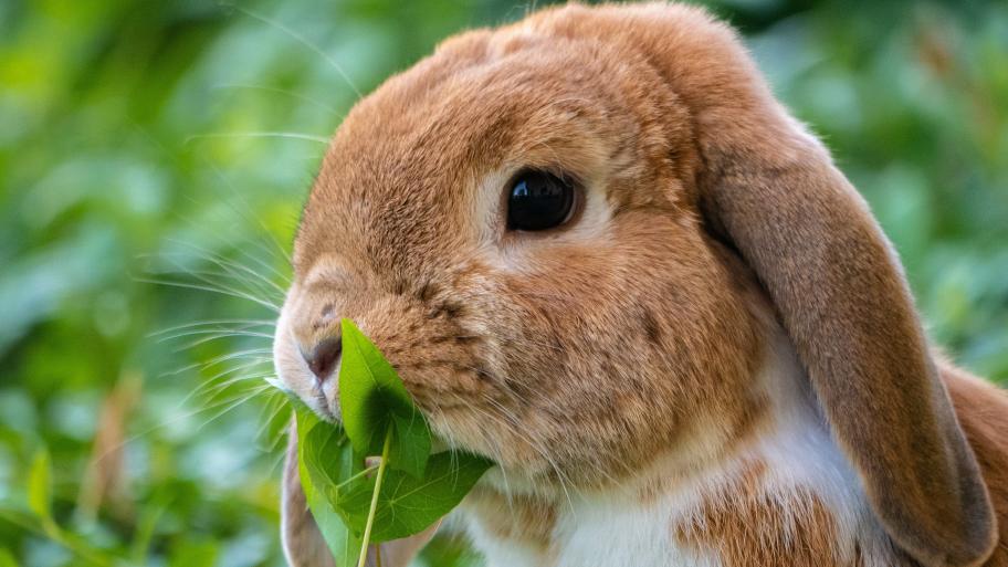 Ein Kaninchen frisst Gras.
