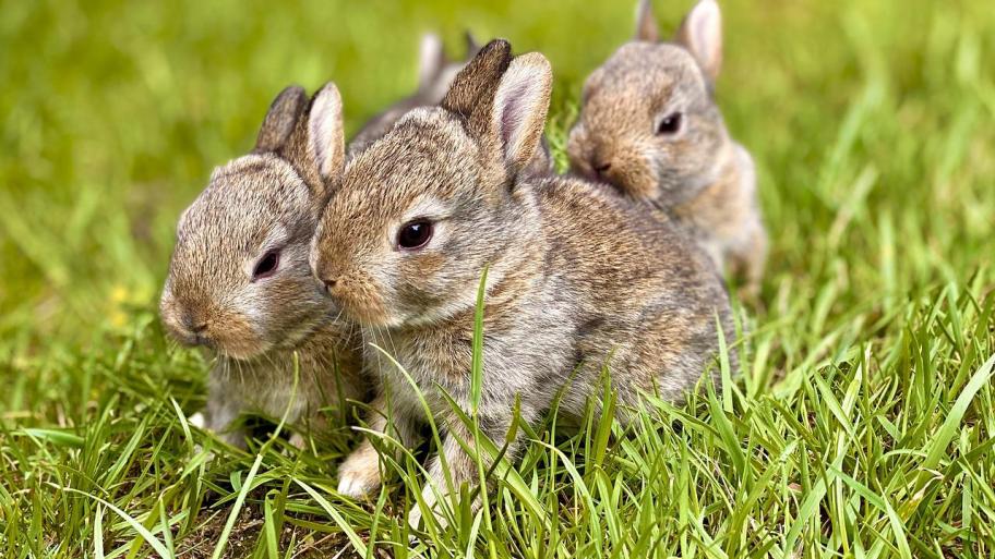 drei junge graue Kaninchen auf dem Rasen