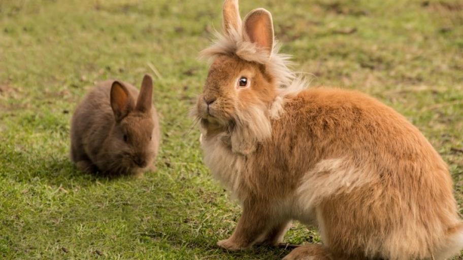 auf einer grünen Wiese sitzen zwei Kaninchen: ein kleines, dunkelbraunes im Hintergrund, im Vordergrund ein hellbraunes Löwenkopfkaninchen