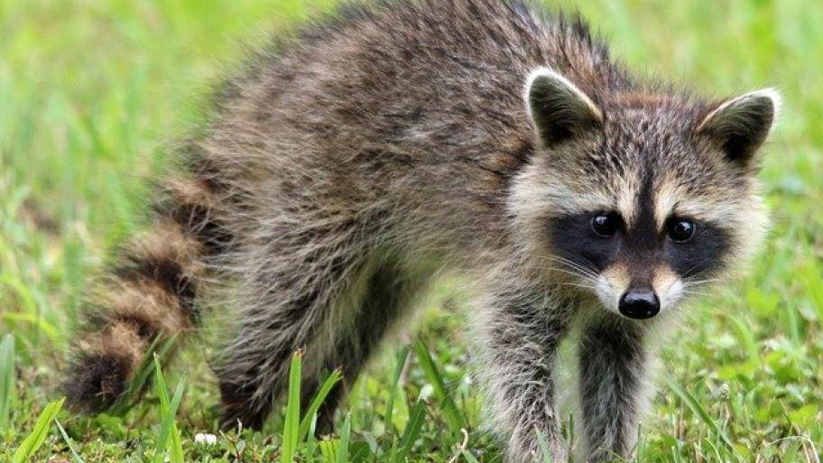 Waschbär auf Wiese