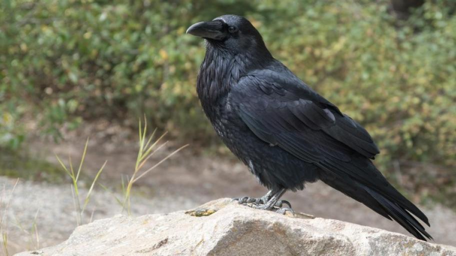 ein schwarzer Rabe von der Seite sitzt auf einem hellen Felsen, im Hintergrund grün
