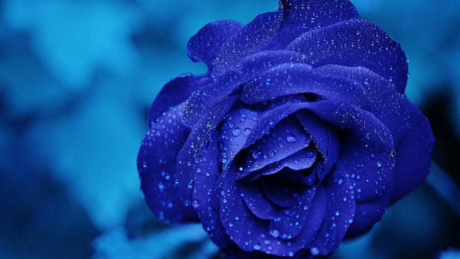 Blume