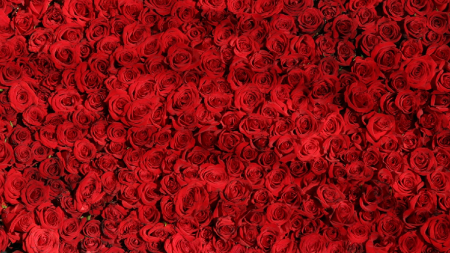 viele Rosen