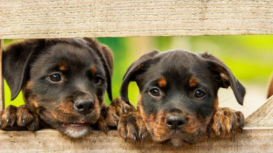 Rottweiler-Welpen