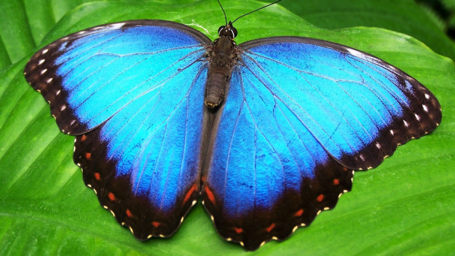 Zu sehen ist ein blauer Schmetterling.