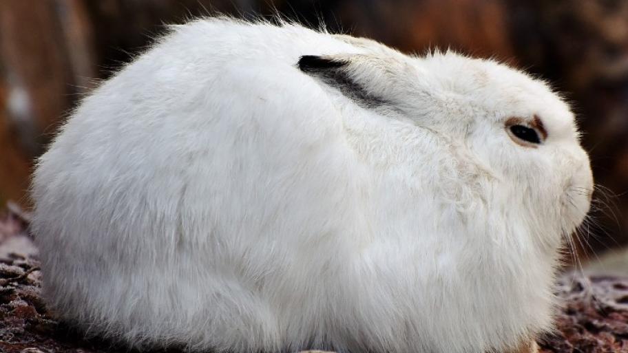 Ein weißer Schneehase von der Seite. Um sein Auge hat er eine braune Umrandung.