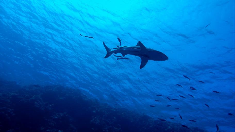 Ein Hai schwimmt unter Wasser mit ein paar kleinen Fischen
