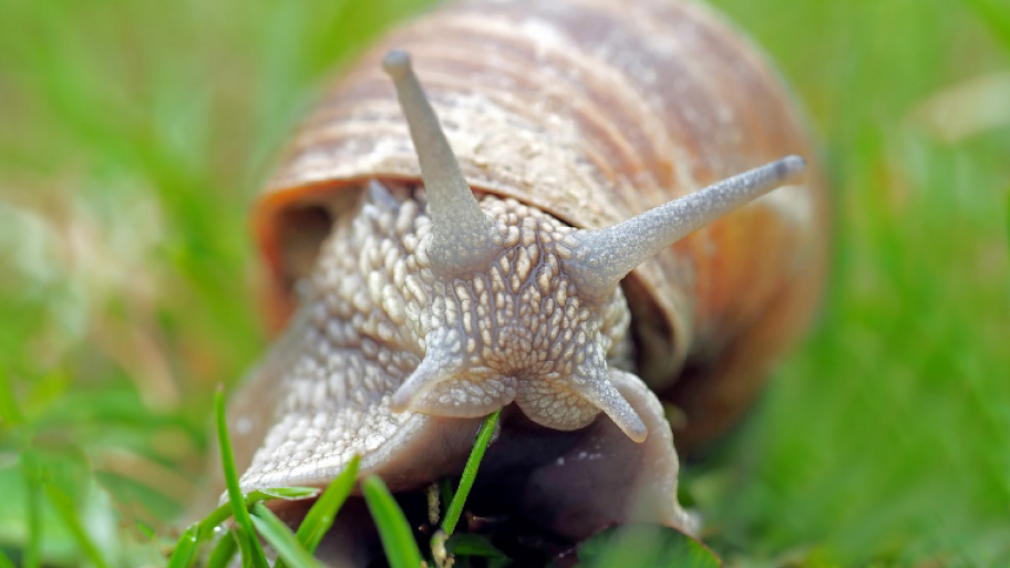 Schnecke