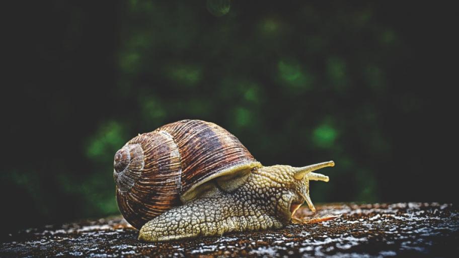 Schnecke
