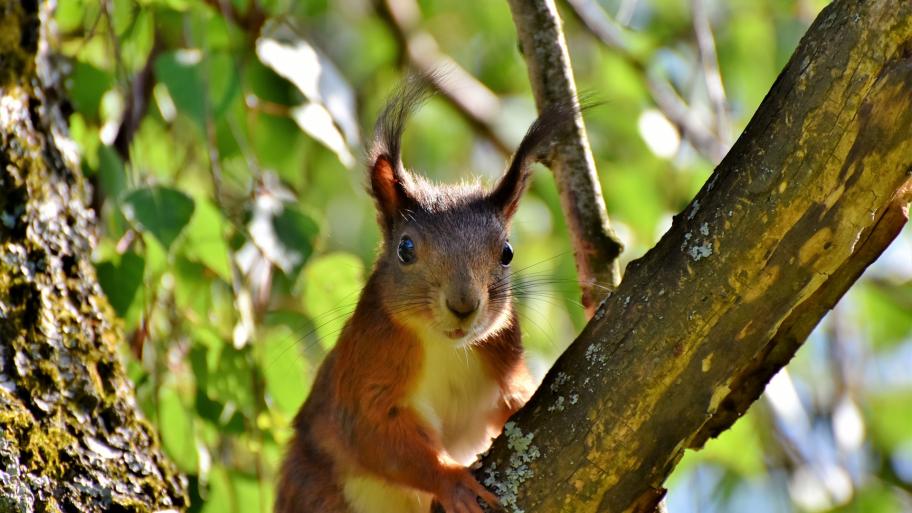 Ein Eichhörnchen sitzt in einem Baum. 