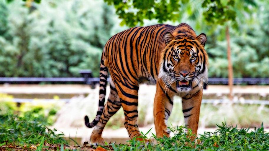 Ein großer Tiger. 