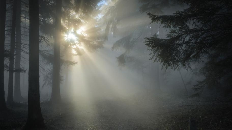 Zu sehen ist ein dunkler Fichtenwald. Durch den Nebel fällt Sonnenschein.