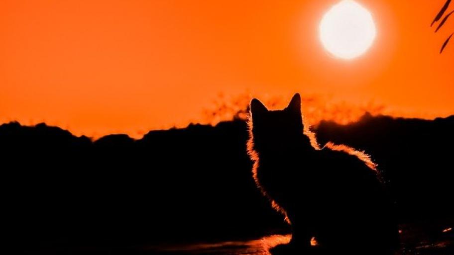 Katze