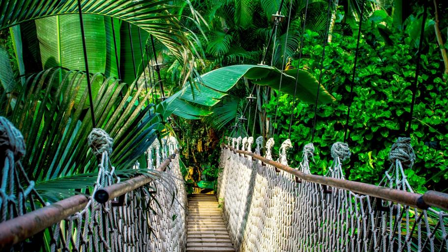 Eine Brücke mitten im Regenwald. 