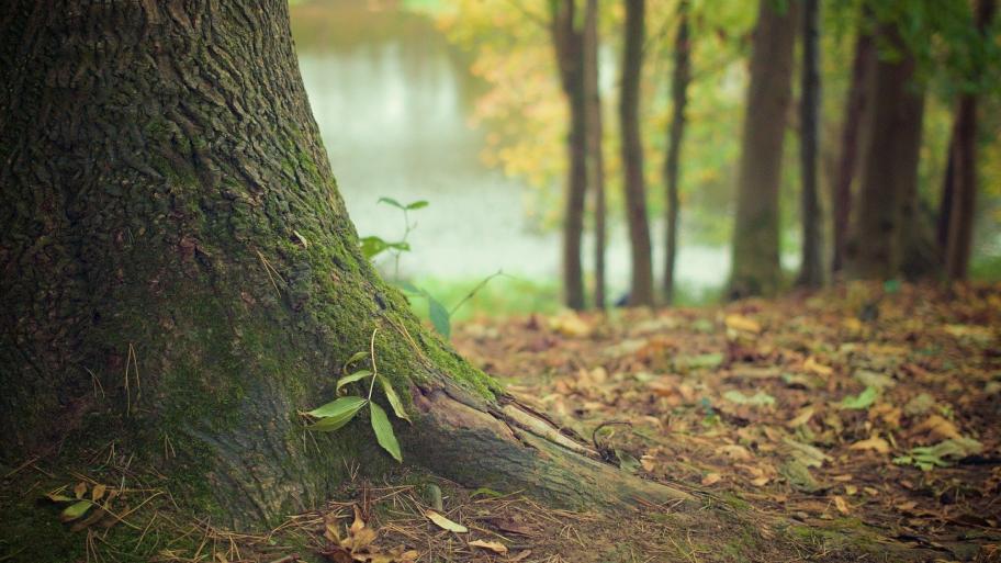 Baumstamm im Wald