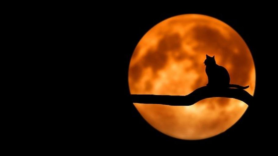 Katze vor Mond