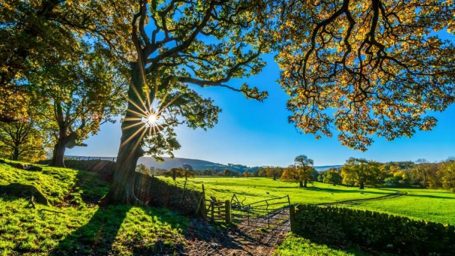 ein Feldweg, rechts und links grüne Weiden, im Hintergrund Bäume, blauer Himmel und Sonnenschein, im Vordergrund ein großer Laubbaum, der vor einer alten steinernen Mauer steht, ein Metallgitter quer über den Feldweg