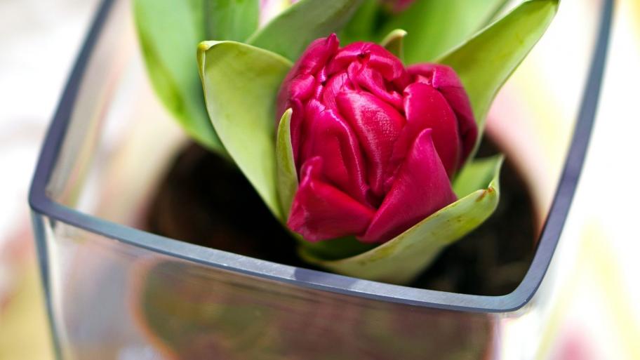 Tulpe in einer Blumenvase aus Glas