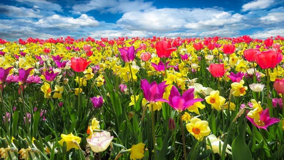 Ein Blumenfeld mit geleben Narzissen und lila Tulpen