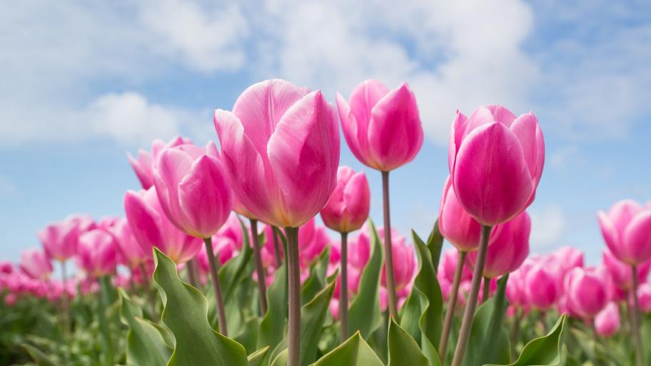 rosa farbende Tulpen mit blauem Himmel und Wolken im Hintergrund