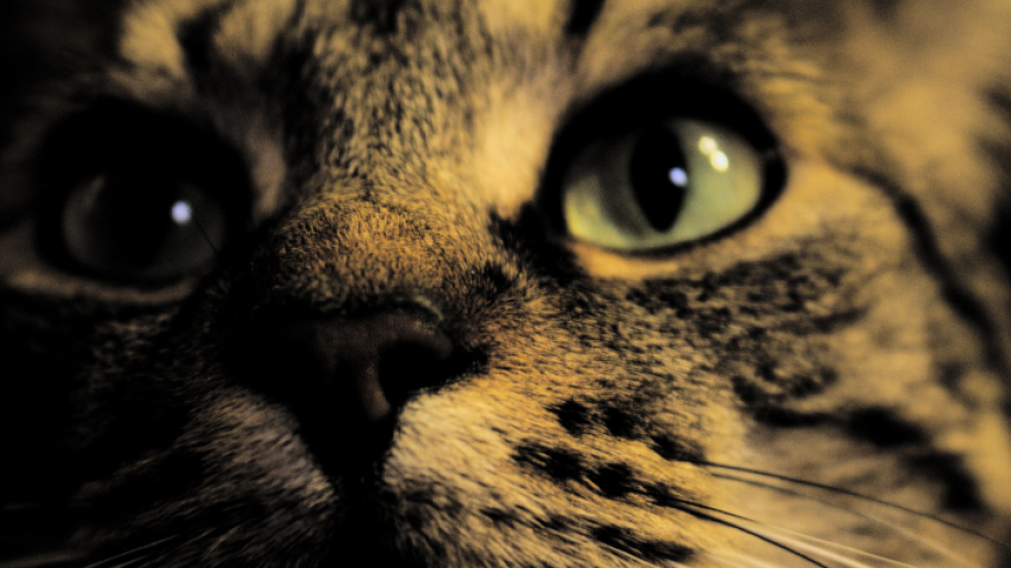 Katze mit grünen Augen in Nahaufnahme