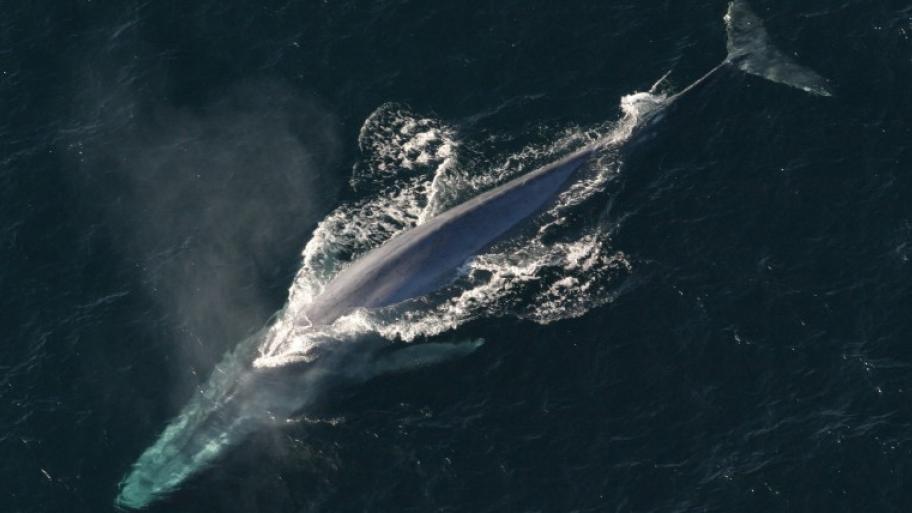 ein Blauwal im Meer von oben gesehen