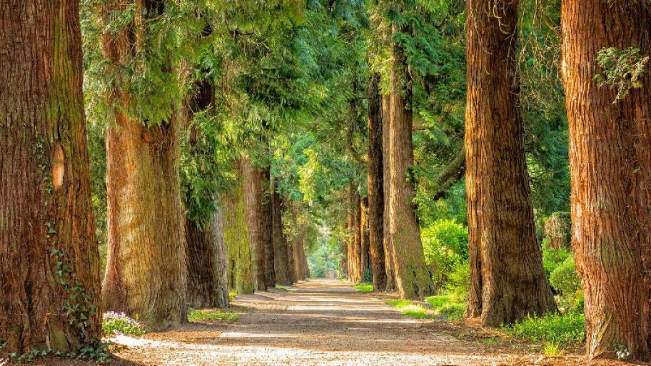 Im Wald: vielegrün blühende grüne Bäume säumen einen Waldweg