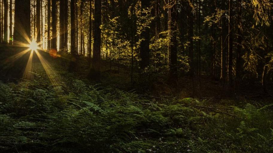 Ein Foto von einem Wald bei einem Sonnenuntergang.
