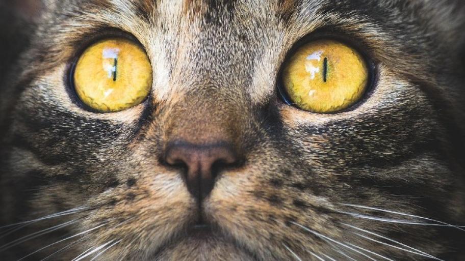 Eine grau-braun-weiß getigerte Katze schaut mit ihren gelben Augen nach oben. Man sieht nur ihren Kopf mit der Schnauze und den Schnurrhaaren.