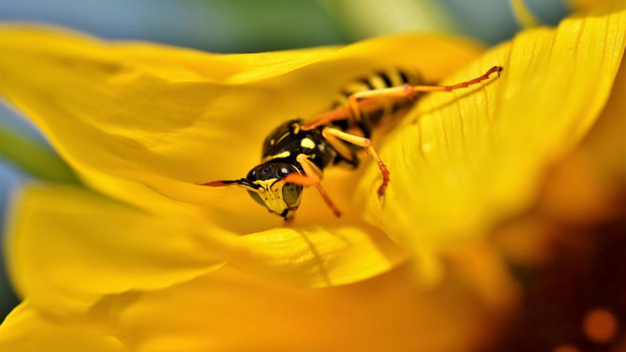 Eine Wespe auf einer gelben Blume. 