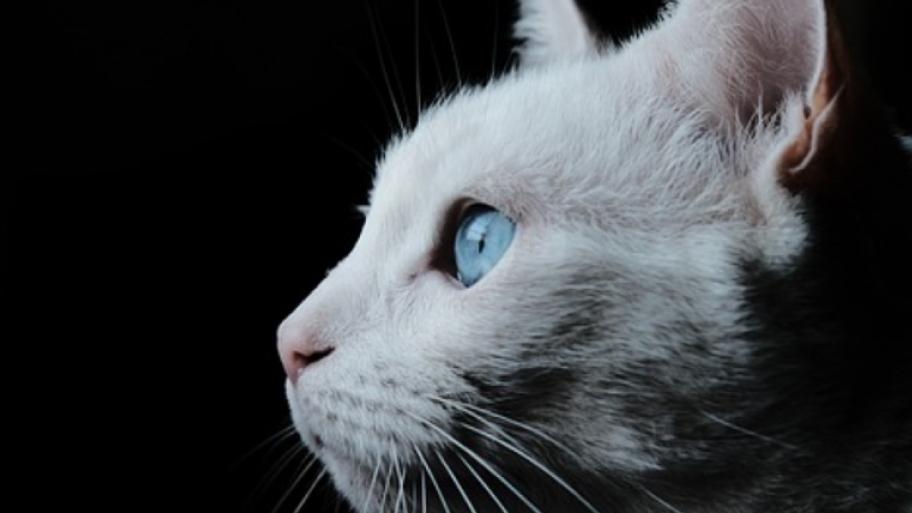 eine weiße Katze mit blauen Augen guckt nach links. Im Hintergrund ist nur ebenmäßig schwarz zu erkennen