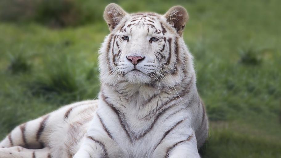 Weißer Tiger sitzt im Gras und schaut in die Kamera