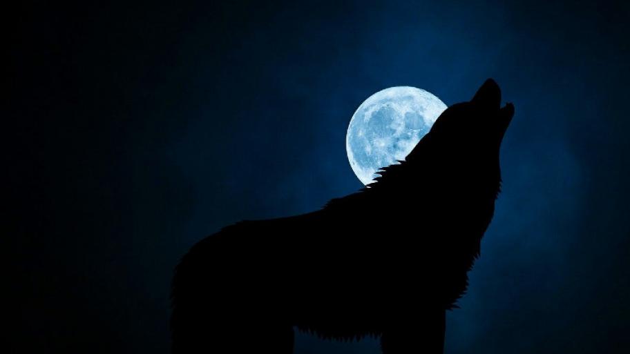 Eine schwarze Silhouette eines heulenden Wolfes versteckt die Hälfte des weiß leuchtenden Vollmondes hinter seinem Kopf. Der Hintergrund ist dunkelblau.
