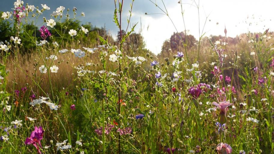 Blumenwiese