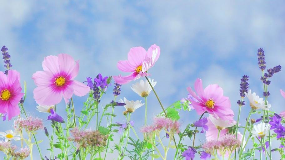 Wildblumen vor blauem Himmel