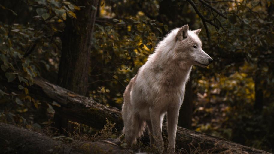 Ein weißer Wolf steht vor einer dunklen Waldkulisse