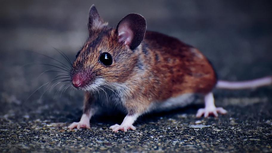 Maus