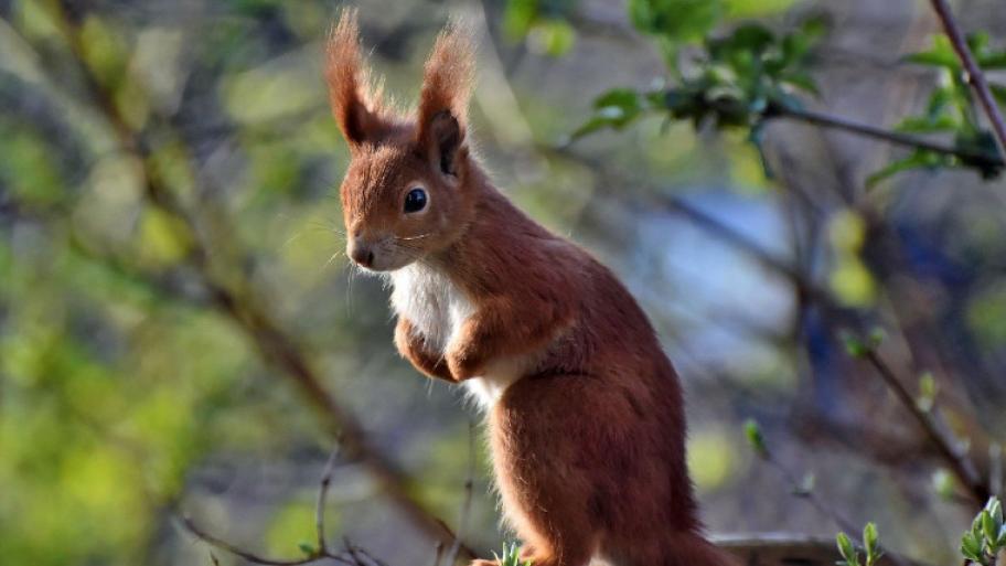 ein rot-braunes Eichhörnchen sitzt mit gespitzten Ohren auf den Vorderbeinen auf einem Ast im Wald, welcher im Hintergrund grün und verschwommen zu erkennen ist.